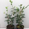 Camellia Japonica 'Alba Simplex'