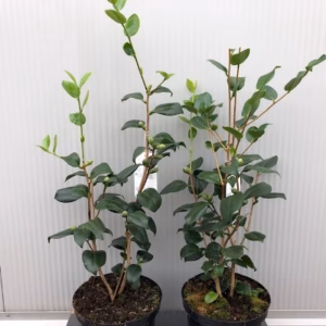 Camellia Japonica 'Alba Simplex'