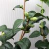 Camellia Japonica 'Alba Simplex'