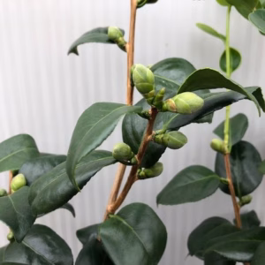 Camellia Japonica 'Alba Simplex'