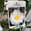 Camellia Japonica 'Alba Simplex'