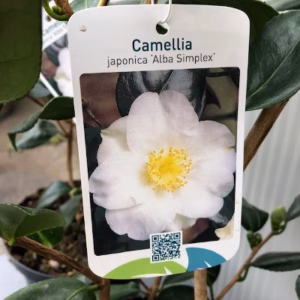 Camellia Japonica 'Alba Simplex'