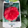 Camellia japonia dubbel rode bloem