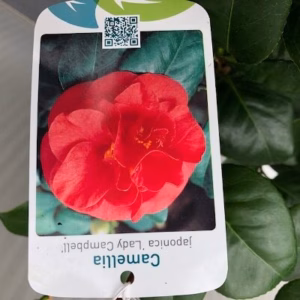 Camellia japonia dubbel rode bloem