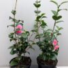 Camellia japonica 'Orandako'