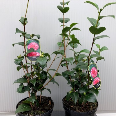 Camellia japonica 'Orandako'