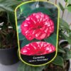 Camellia japonica 'Orandako'
