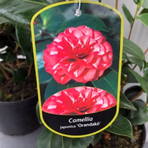 Camellia japonica 'Orandako'