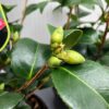 Camellia japonica 'Orandako'