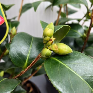 Camellia japonica 'Orandako'