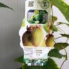Kiwi Jenny, zelfbestuivend