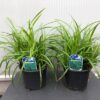 Carex 'Irish Green'