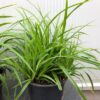 Carex 'Irish Green'