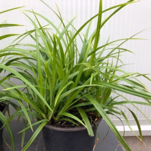 Carex 'Irish Green'