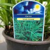 Carex 'Irish Green'