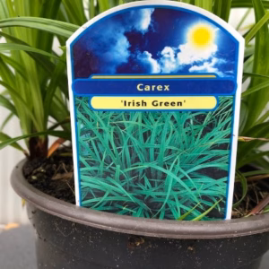 Carex 'Irish Green'