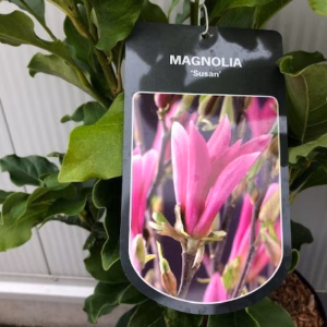 Magnolia Susan (Beverboom)