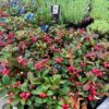 Gaultheria procumbens (Bergthee)