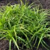 Carex 'Irish Green'