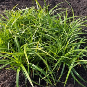 Carex 'Irish Green'