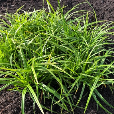 Carex 'Irish Green'