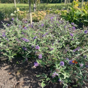 Buddleja free petit Blue Heaven (Dwergvlinderstruik)