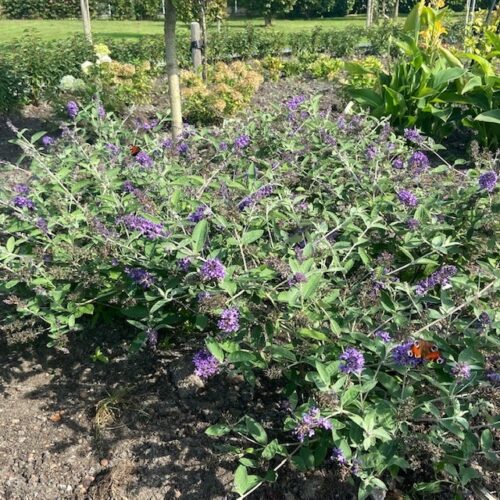 Buddleja free petit Blue Heaven (Dwergvlinderstruik)