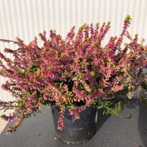 Calluna v. 'Bonita'
