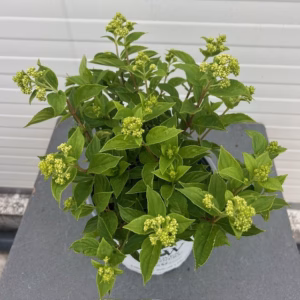 Hydrangea paniculata 'Little Lime' (Hortensia)