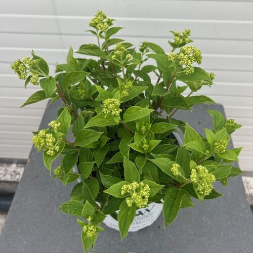 Hydrangea paniculata 'Little Lime' (Hortensia)