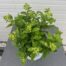 Hydrangea paniculata 'Little Lime' (Hortensia)