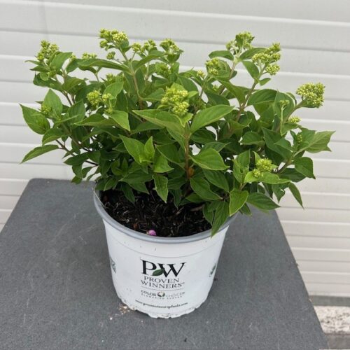 Hydrangea paniculata 'Little Lime' (Hortensia)
