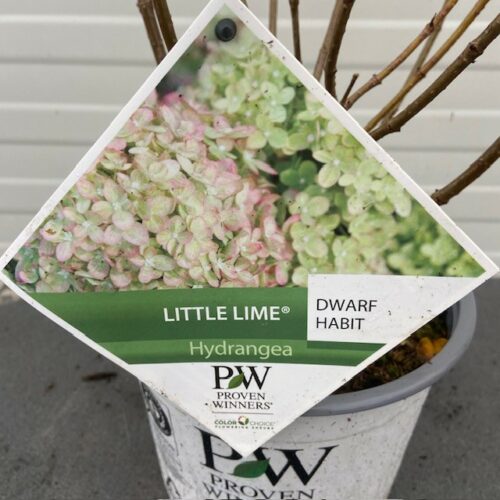 Hydrangea paniculata 'Little Lime' (Hortensia)