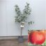 Appelboom laagstam Rode Boskoop (goudreinet)