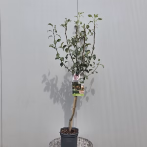 Appelboom 'Rode Boskoop' (rode goudreinet) laagstam