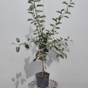 Appelboom 'Rode Boskoop' (rode goudreinet) laagstam