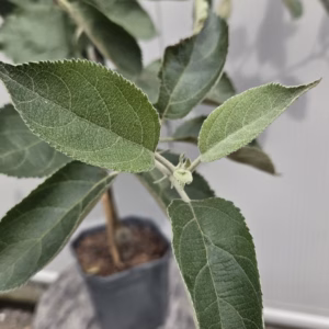 Appelboom 'Rode Boskoop' (rode goudreinet) laagstam