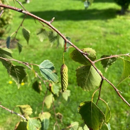 Betula pendula 'Tristis' (Berk)