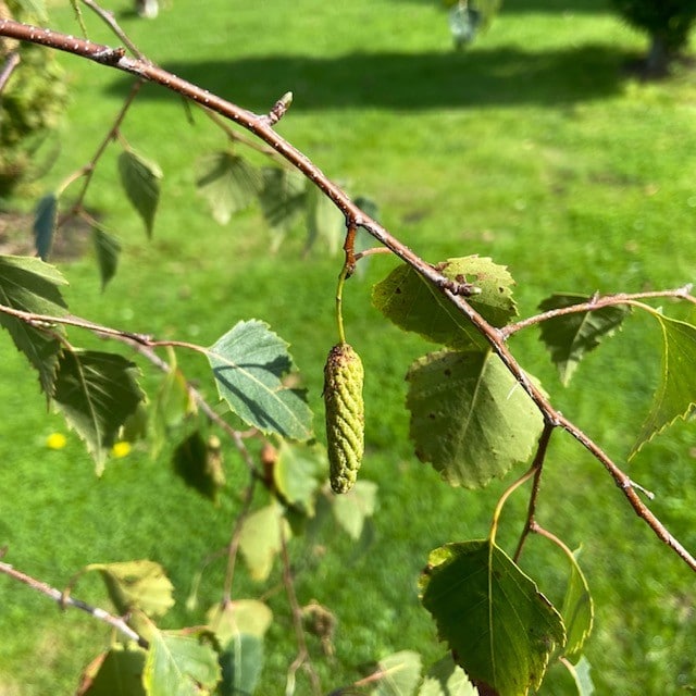 astronaut voertuig meer Titicaca Betula pendula 'Tristis' (Berk) 200 cm - Tas Boomkwekerij