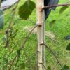 Betula pendula 'Tristis' (Berk)