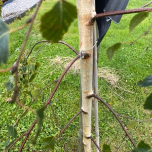 Betula pendula 'Tristis' (Berk)