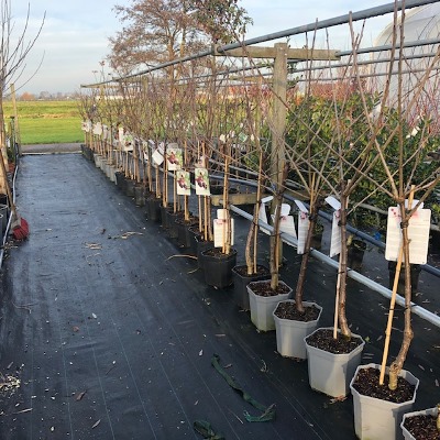 Fruitbomen bij Tas Boomwekerij