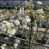 Perenboom 'Gieser Wildeman'