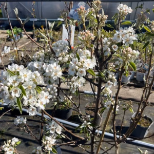 Perenboom 'Gieser Wildeman'