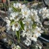Perenboom 'Gieser Wildeman'