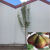 Perenboom halfstam 'Gieser Wildeman'