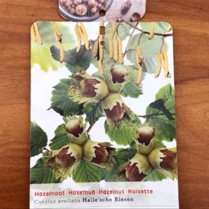 Hazelnoot 'Halle'sche Riesen'