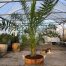 Phoenix canariensis (Dadelpalm)