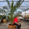 Phoenix canariensis (Dadelpalm)