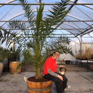 Phoenix canariensis (Dadelpalm)
